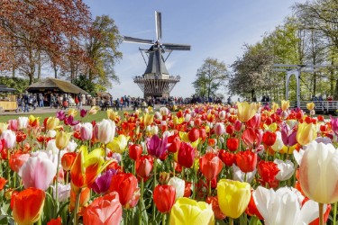 Fête des Tulipes