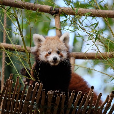 Jardim Zoológico de Lisboa: Bilhete de acesso rápido