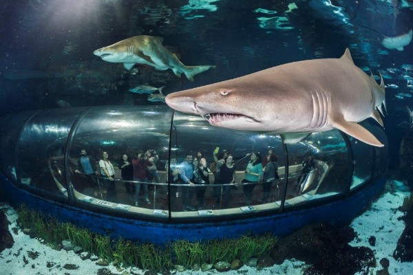 Acquario di Barcellona: Salta la Coda