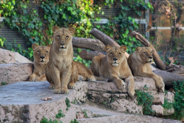 Parc zoologique de Barcelone