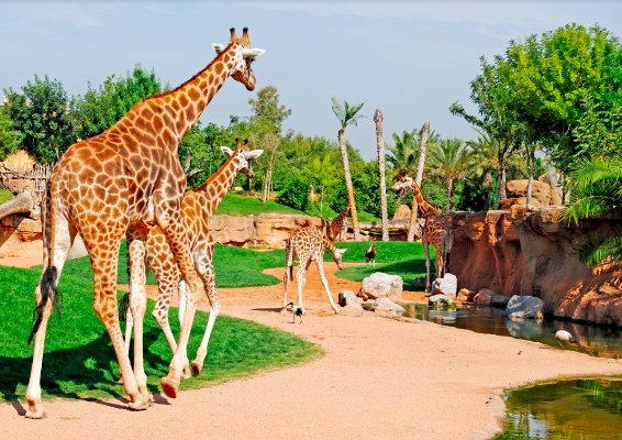 Bioparc Valencia: Fast Track