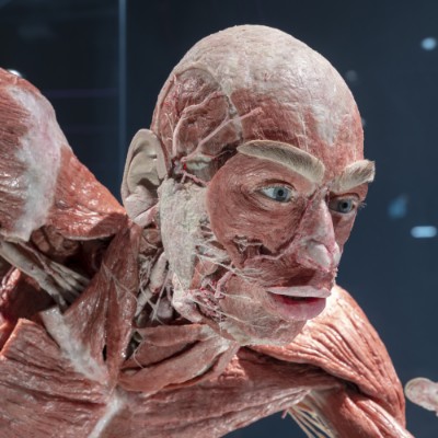 BODY WORLDS Berlin - Первый музей BODY WORLDS