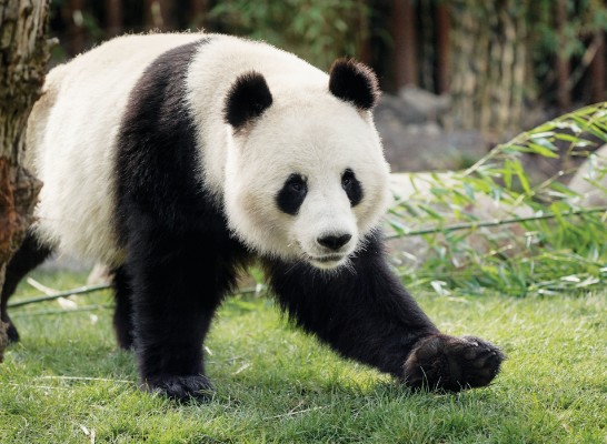 Zoo Kopenhagen: Eintritt ohne Anstehen