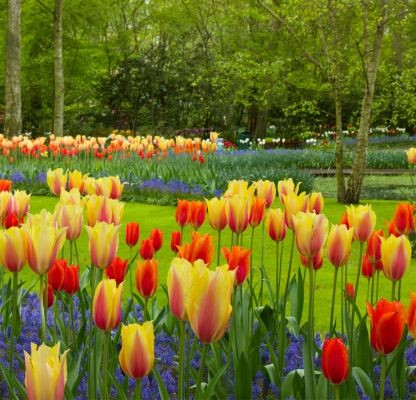 Demande de groupe pour le Festival des Tulipes