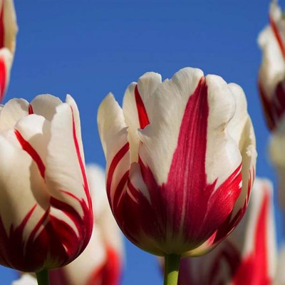 Keukenhof Group Tickets