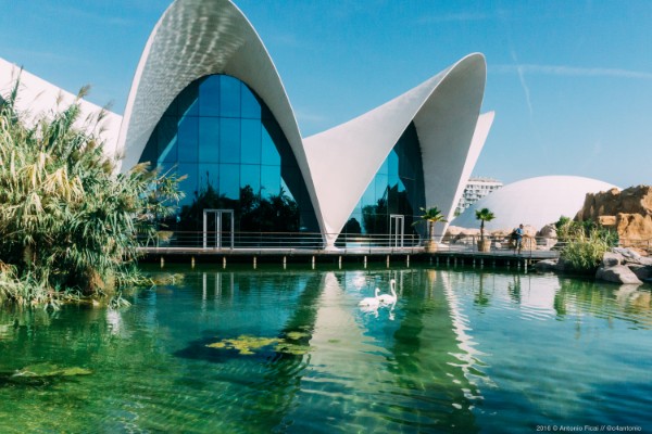 Oceanogràfic of Valencia: Entry Ticket