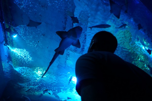 Acuario de Sevilla: Entrada