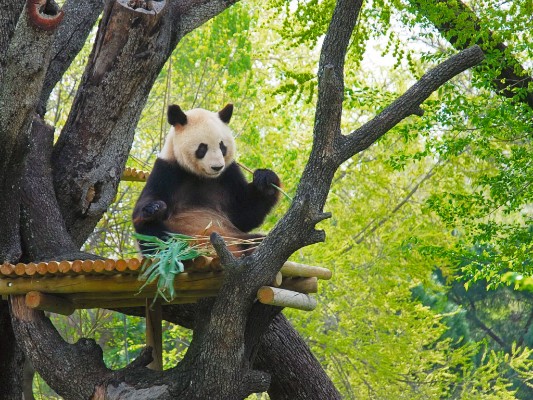 Zoo Aquarium di Madrid: Salta la Coda